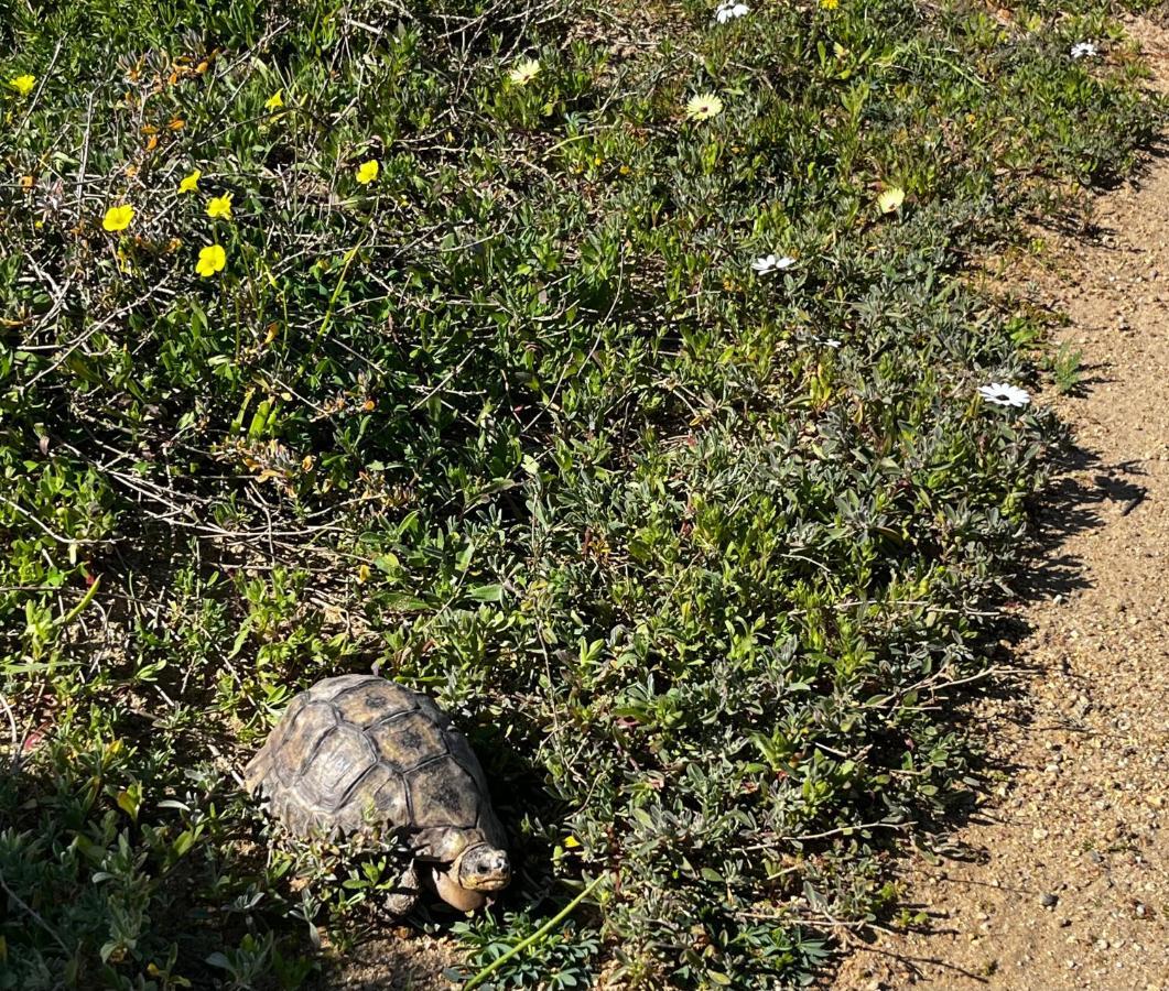 Clam Lagoon Langebaan Kültér fotó